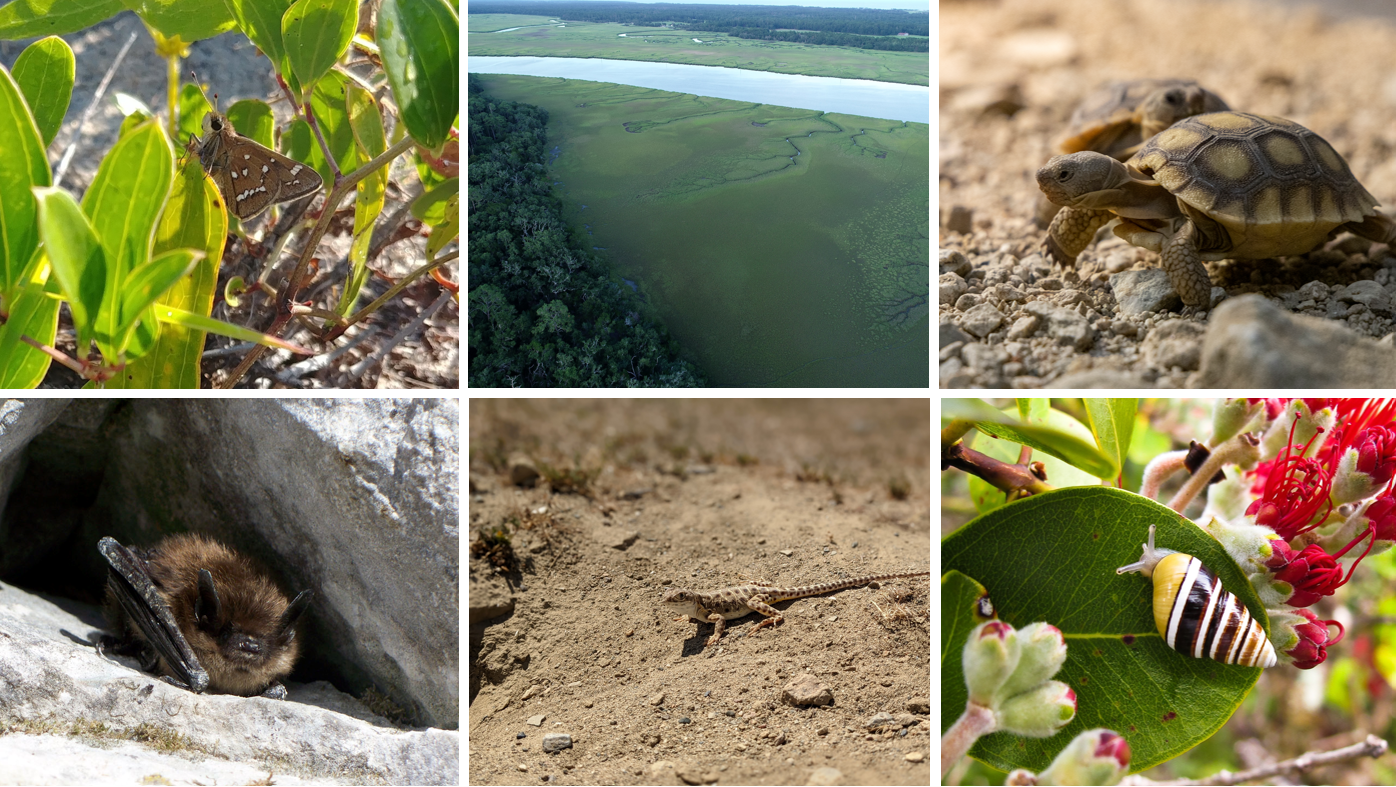 Images of a Crystal Skipper butterfly, coastal ecosystem, desert tortoises, bat, Blunt nosed lizard, and Hawaiian land snail.